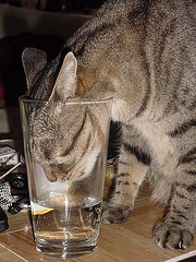 gato bebiendo agua